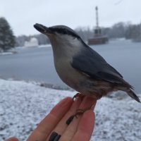 Поползень :: Сапсан 