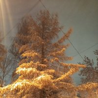 Лиственница :: Сапсан Лиственница :: Сапсан