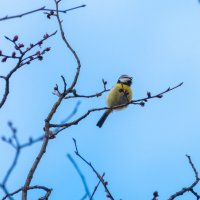 Лазоревка :: Владимир Лазарев