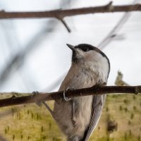 Гаичка :: Владимир Лазарев