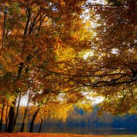 Осень золотая. :: Марина Леонидовна
