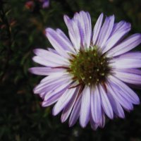 Нежная красавица :: Людмила Смородинская Нежная красавица :: Людмила Смородинская