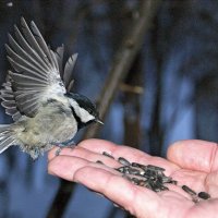 Приземлилась! :: Галина Нестратова Приземлилась! :: Галина Нестратова