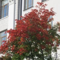 Сентябрь в Екатеринбурге :: Елена Шаламова Сентябрь в Екатеринбурге :: Елена Шаламова