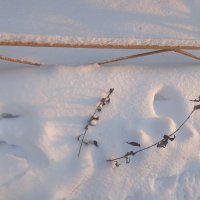 Да будет снег! :: Елена Семигина Да будет снег! :: Елена Семигина