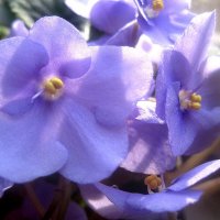 ФИАЛКА :: Елена Семигина ФИАЛКА :: Елена Семигина