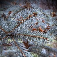 Голубая, голубая ель. :: Любовь Голубая, голубая ель. :: Любовь