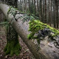 Упавшее дерево. :: Любовь Упавшее дерево. :: Любовь