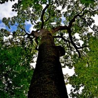 ПЕТРОВСКОЕ, вотчина Ганнибалов. :: Виктор Осипчук ПЕТРОВСКОЕ, вотчина Ганнибалов. :: Виктор Осипчук