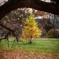 Осенняя ёлочка. :: Лилия * Осенняя ёлочка. :: Лилия *