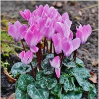 ОСЕННИЙ ПРИВЕТ!... :: Elvira E. 