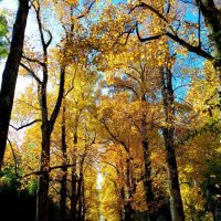 Адлер. Дендропарк "Южные культуры" :: Нина Бутко Адлер. Дендропарк "Южные культуры" :: Нина Бутко