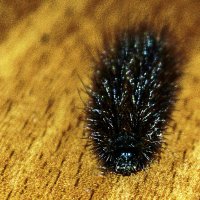 Утеплилась :: Андрей Щетинин Утеплилась :: Андрей Щетинин