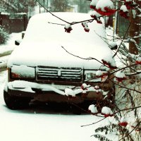 пРо.."подснежники" :: Сергей Тарбеев пРо.."подснежники" :: Сергей Тарбеев