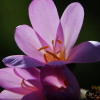 Не без времени распускается... :: Татьян@ Ивановна Не без времени распускается... :: Татьян@ Ивановна