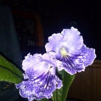 Стрептокарпус. :: Ирина *** Стрептокарпус. :: Ирина ***