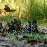 В лесной тени :: Игорь Сарапулов