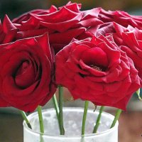 цветы для любимых :: Олег Лукьянов цветы для любимых :: Олег Лукьянов