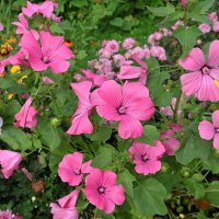 Лаватера :: Сергей Карачин