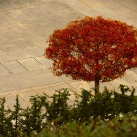 Рыжая. :: Юрий Полторыхин. Рыжая. :: Юрий Полторыхин.