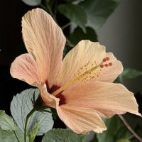 Цветет мой красавчик!) :: Любовь Цветет мой красавчик!) :: Любовь