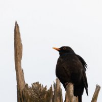 Черный дрозд :: Владимир Лазарев