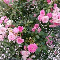 Почвопокровные розы :: Любовь Сахарова