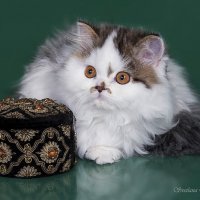 Бусинка :: Светлана Ищенко