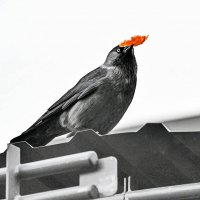 Что-то Бог послал :: Валерий Иванович Что-то Бог послал :: Валерий Иванович