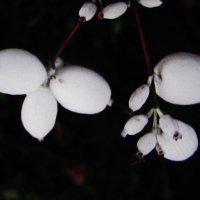 Снежноягодник :: Людмила Смородинская