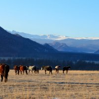 На вольном выпасе :: Татьяна Лютаева На вольном выпасе :: Татьяна Лютаева