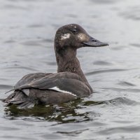 турпан. :: юрий макаров турпан. :: юрий макаров