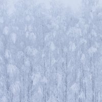 Первые заморозки :: Олег Денисов