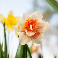 Весеннее цветение :: Олег Загорулько