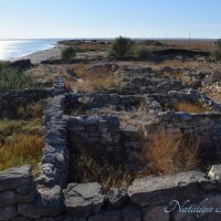 Природа Крыма :: Amazing Cosmea
