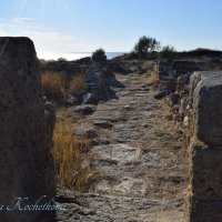 Природа Крыма :: Amazing Cosmea