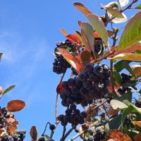 прекрасный октябрь :: Елена Шаламова