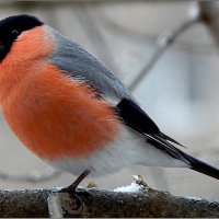 Красногрудый красавчик ... :: Валентина Надсон