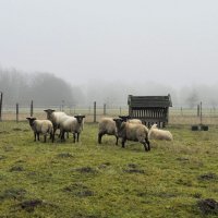 Туманным утром ноября :: Галина Шеина-Мюльдорфер Туманным утром ноября :: Галина Шеина-Мюльдорфер