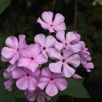 Флоксы :: Freddy 97