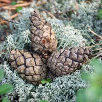 Лесной натюрморт :: Галина Нестратова Лесной натюрморт :: Галина Нестратова