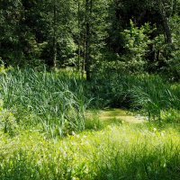 Заросший пруд :: Игорь Белоногов Заросший пруд :: Игорь Белоногов