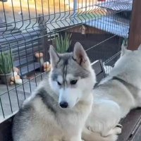 Хаски Хутор на Роза Хутор :: Ирэн Хаски Хутор на Роза Хутор :: Ирэн