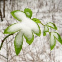 Листики в снегу :: Андрей Снегерёв