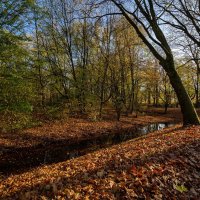 Осеннее... :: Николай Гирш