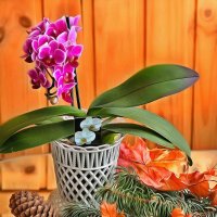 *** :: Irene Irene *** :: Irene Irene