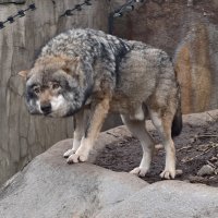 Волк :: <<< Наташа >>> Волк :: <<< Наташа >>>