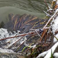 Поток журчит :: sorovey Sol