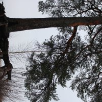 Карелия.Декабрь.Временная оттепель3 :: Мария 