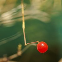 Ягодка :: Светлана Тихонина